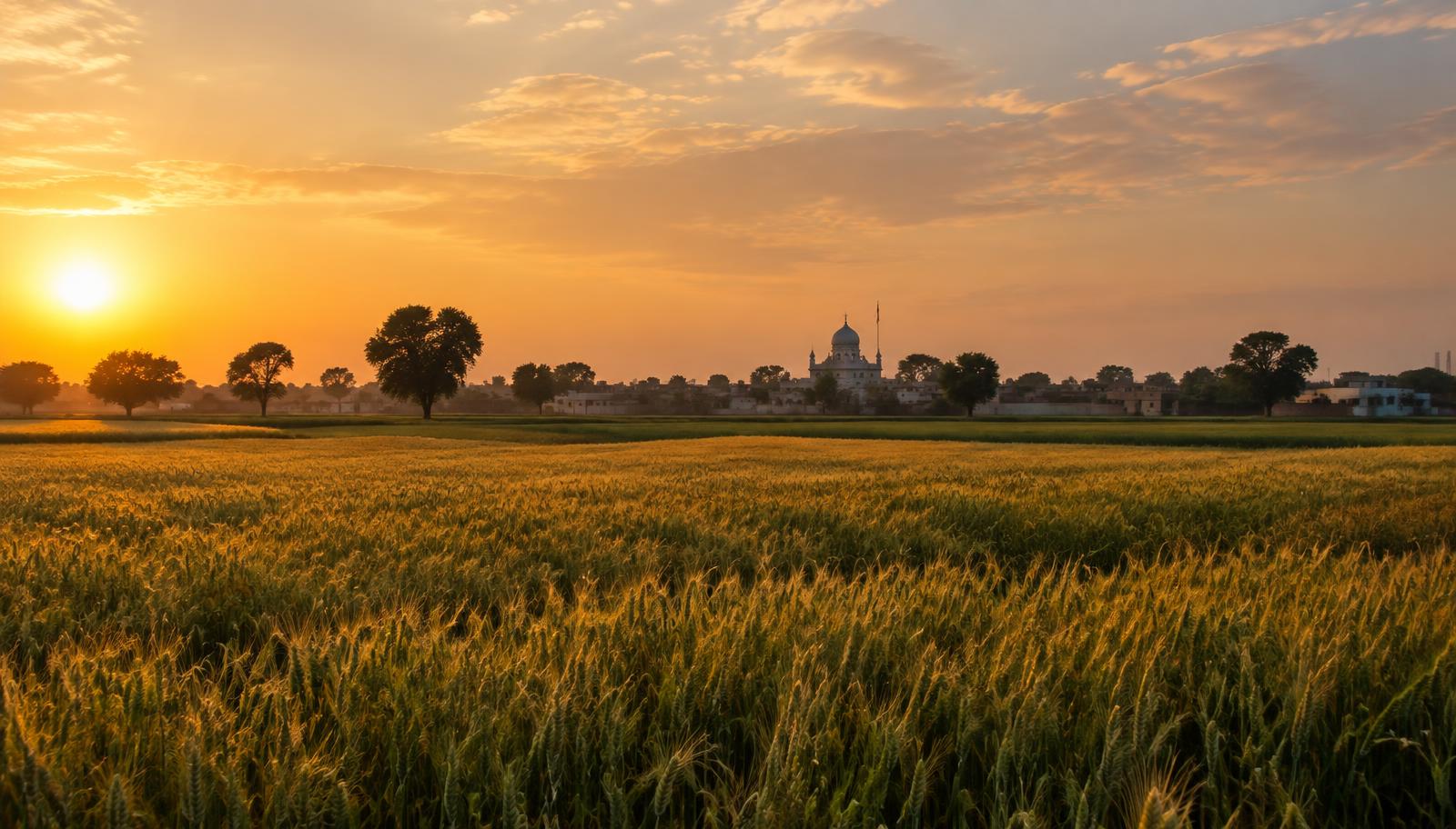 ਕਰਤਾਰਪੁਰ ਨੇੜੇ ਸੂਰਜ ਡੁੱਬਣ ਵੇਲੇ ਕਣਕ ਦੇ ਖੇਤ